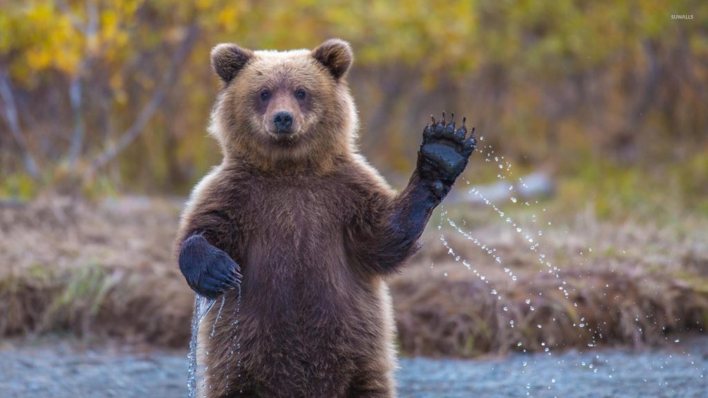 Βίντεο: Φιλική αρκούδα χαιρετάει περαστικούς!