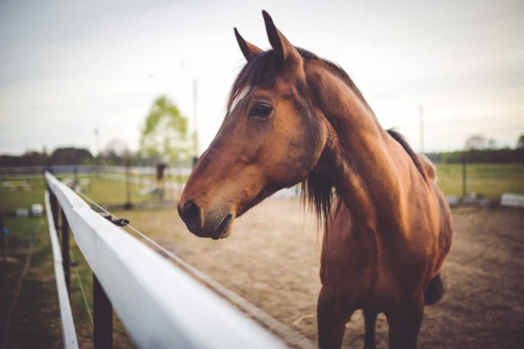 Επιβεβαιώθηκε κρούσμα πυρετού του Δυτικού Νείλου σε άλογο στα Χανιά