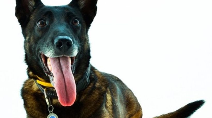 Samy: Το θηλυκό σκυλί της ΕΛ.ΑΣ που συνέλαβε τον «Μαραντόνα»