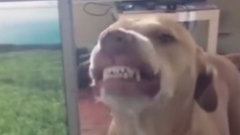 Αυτός ο σκύλος διασώθηκε και δεν σταματά να… γελάει! (βίντεο)