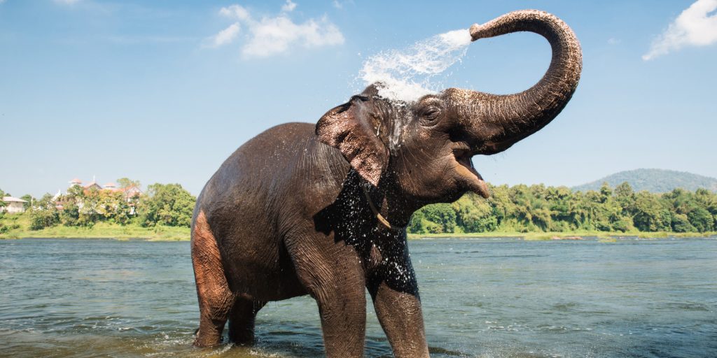 Βίντεο: Ελέφαντας έδωσε ένα καλό «μάθημα» σε έναν… αφελή τουρίστα