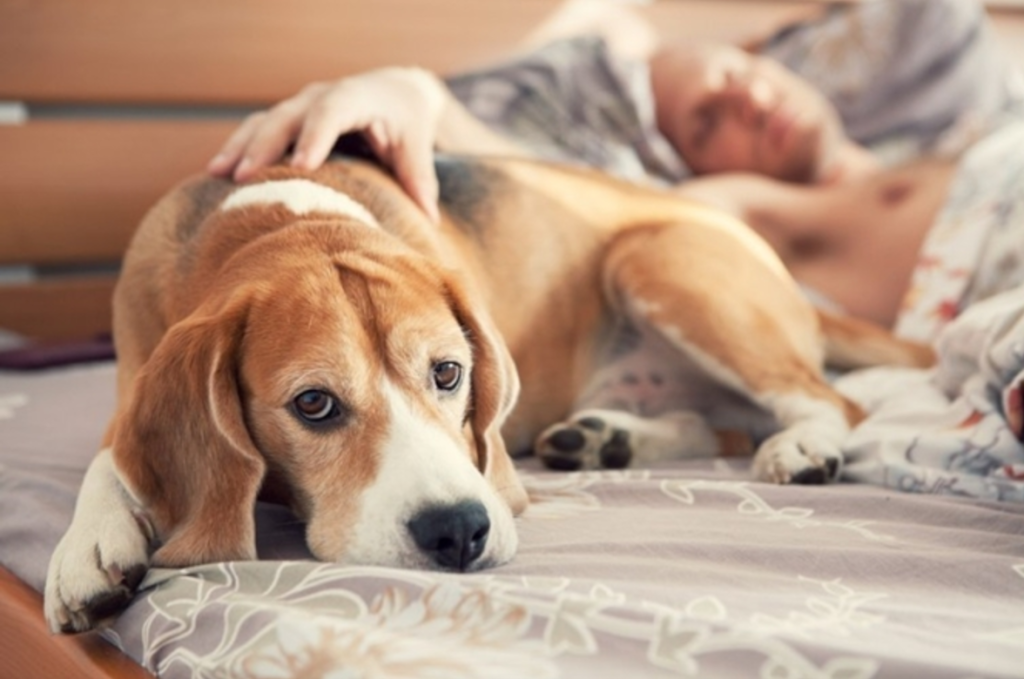 Έρευνα: Είναι καλό να κοιμόμαστε με τους σκύλους μας;