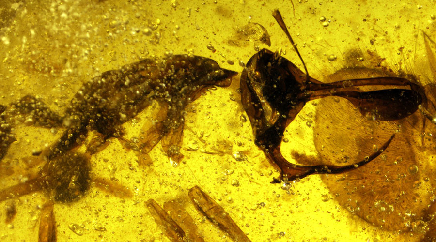 Αυτό είναι το μυρμήγκι από την «κόλαση»: Ζούσε στη Γη πριν 99 εκατ. χρόνια