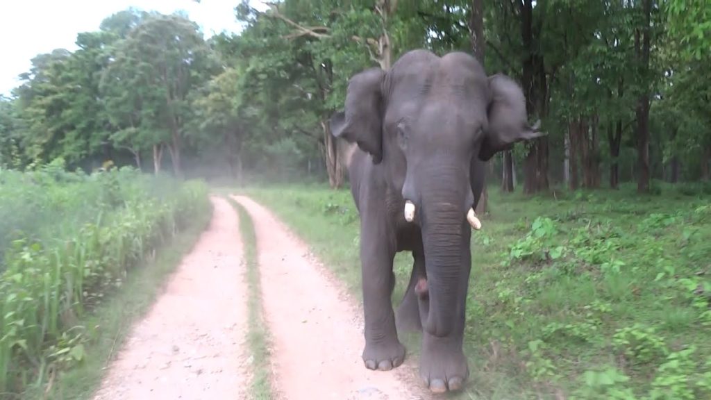 Βίντεο: Κοπάδι ελεφάντων επιτίθεται σε τουρίστες