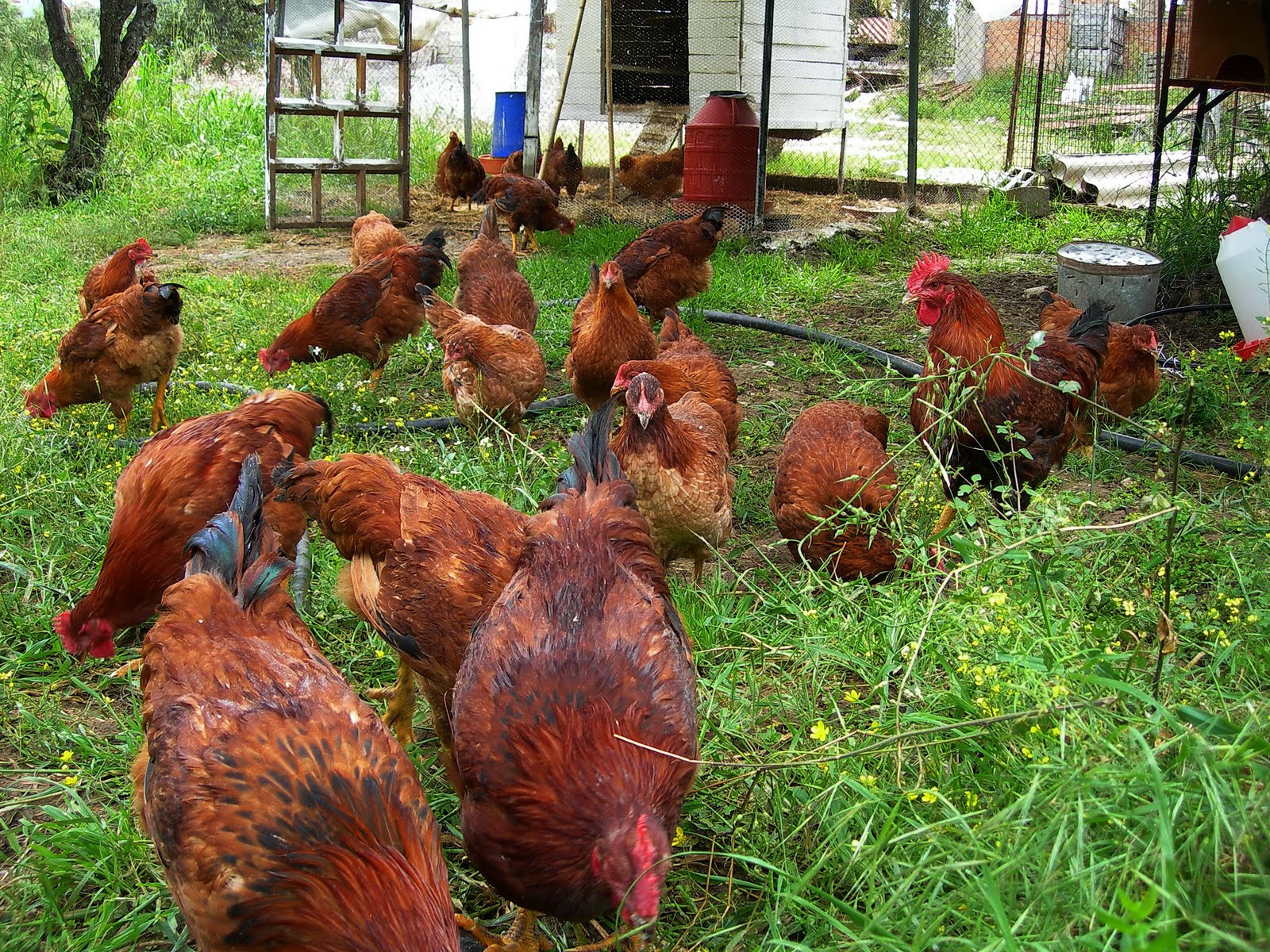 Tρελοί νόμοι που ισχύουν ακόμη και σήμερα στην Αμερική – Οι κότες δεν επιτρέπεται να διασχίζουν το δρόμο!