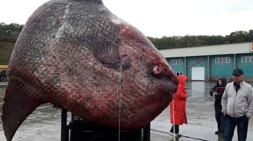 Ρωσία: Γιγαντιαίο φεγγαρόψαρο στα χέρια ψαράδων – Ζύγισε ένα τόνο και το τάισαν στις αρκούδες (φωτό)