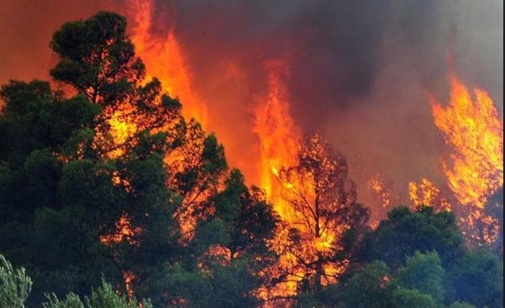 Φωτιά σε δασική έκταση στη Ζαχάρω – Στο σημείο 15 πυροσβέστες και 6 οχήματα