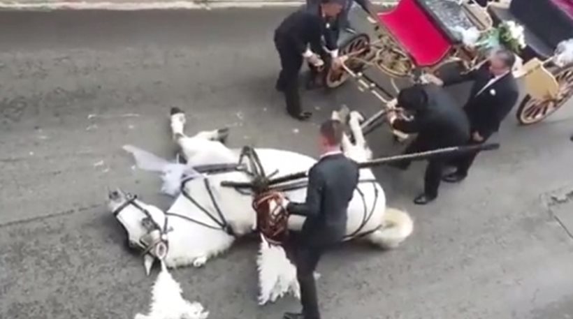 Βίντεο: Άλογο κατέρρευσε από τη ζέστη την ώρα που έσερνε άμαξα με μελλόνυμφους