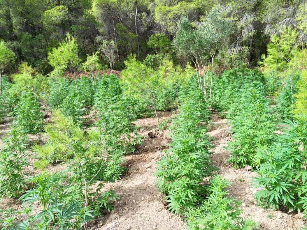 Στον ανακριτή Καλαμάτας πατέρας και γιος – Κατηγορούνται για καλλιέργεια χασισοφυτείας