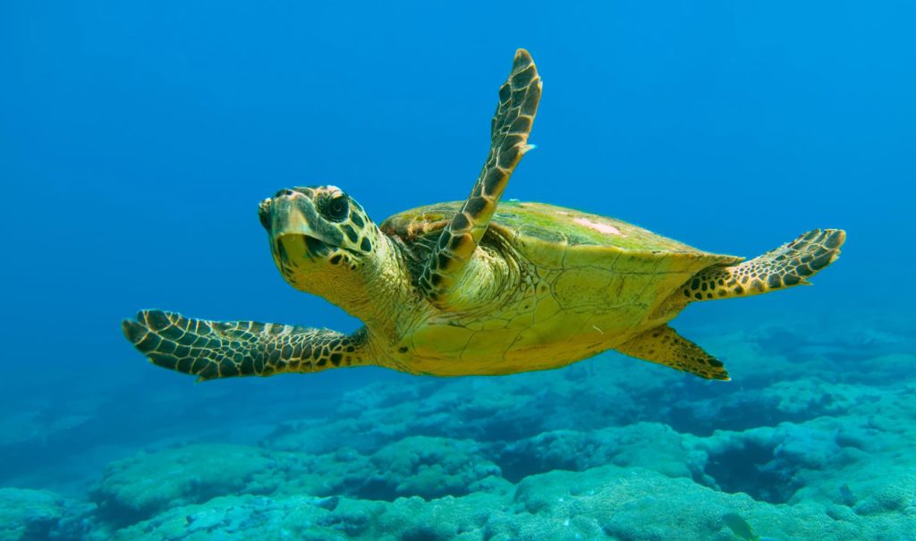 Θετικά μηνύματα για τις θαλάσσιες χελώνες