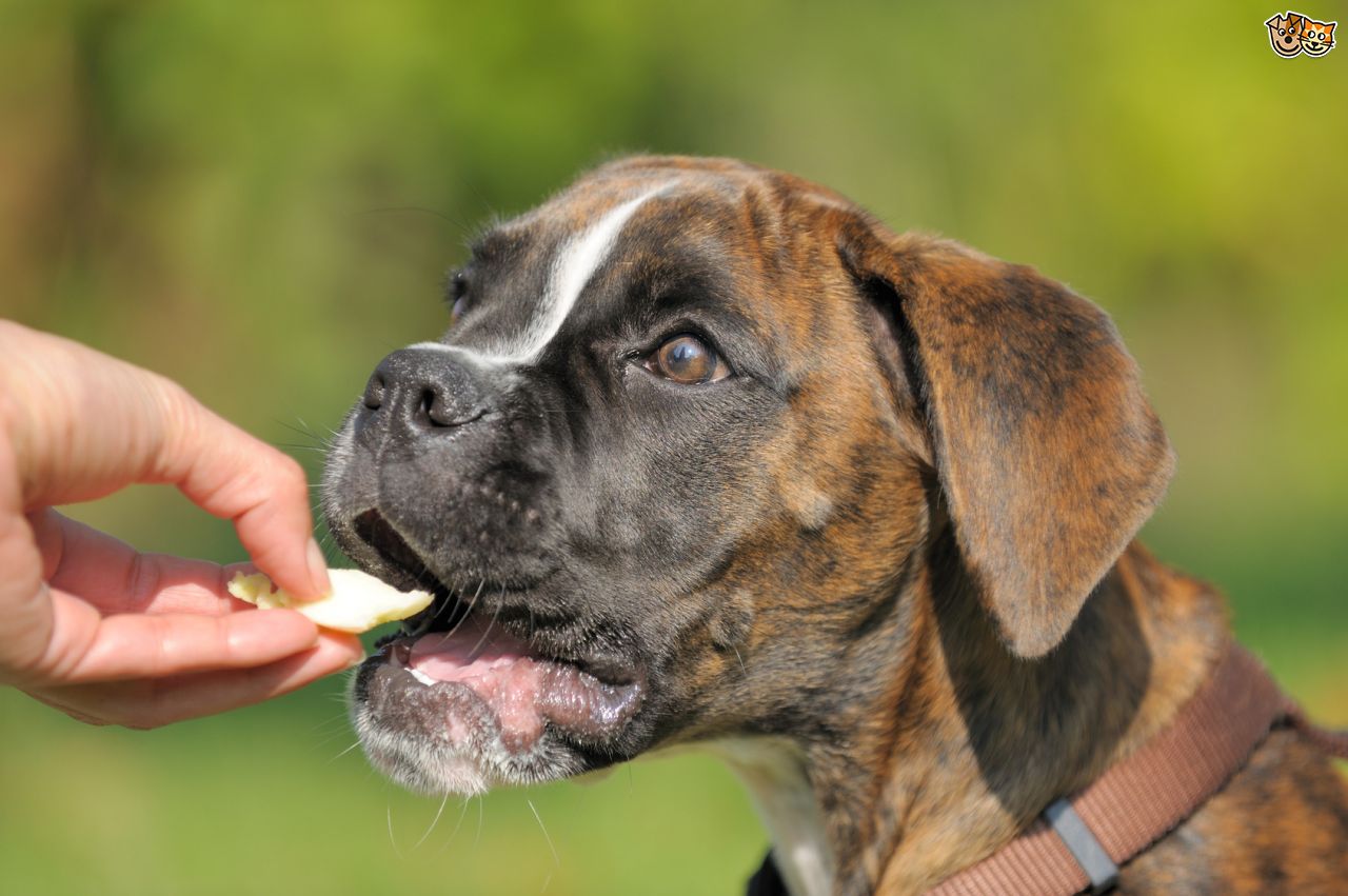 Βίντεο: Η αντίδραση σκύλου όταν δεν έχει φαγητό στο πιατάκι του είναι μυθική!