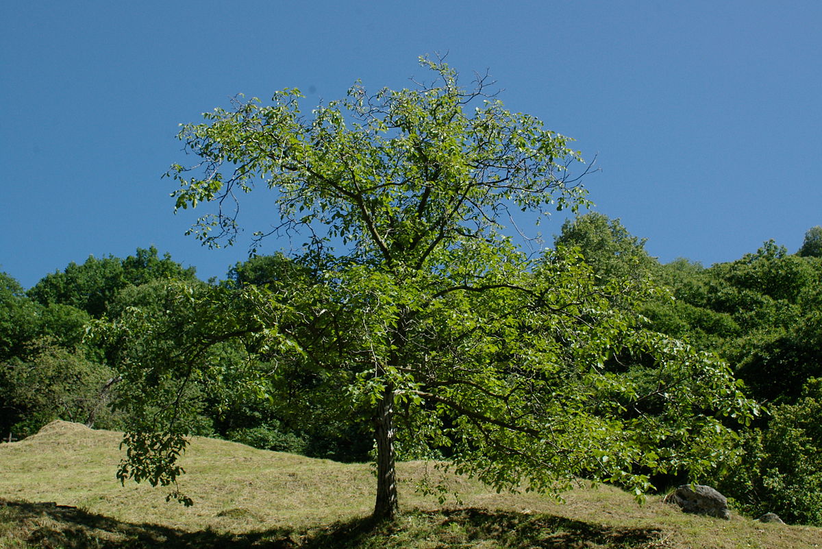 Μέτσοβο: Δέντρο καταπλάκωσε έναν 68χρονο