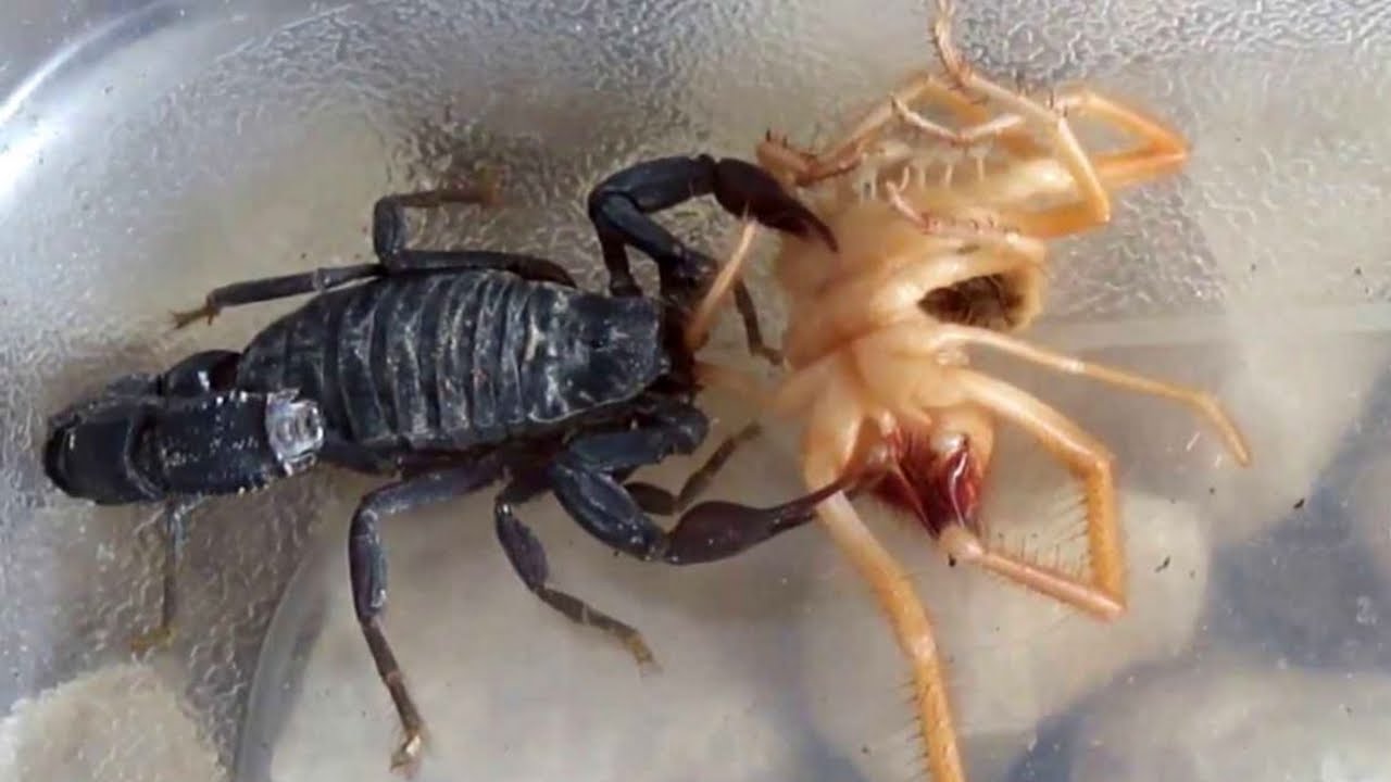 Βίντεο: Η επική μάχη ενός σκορπιού με μια αράχνη