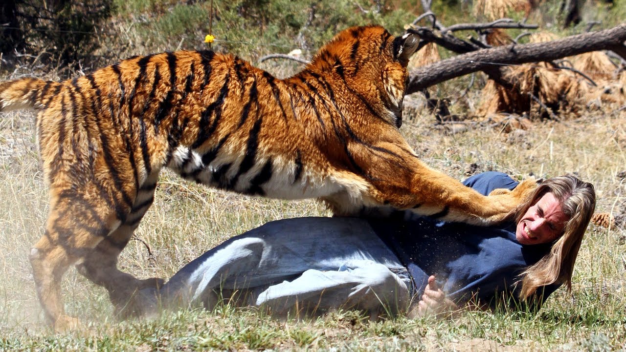 Βίντεο: Οι πιο αιματηρές επιθέσεις από τίγρεις που πιάστηκαν στην κάμερα