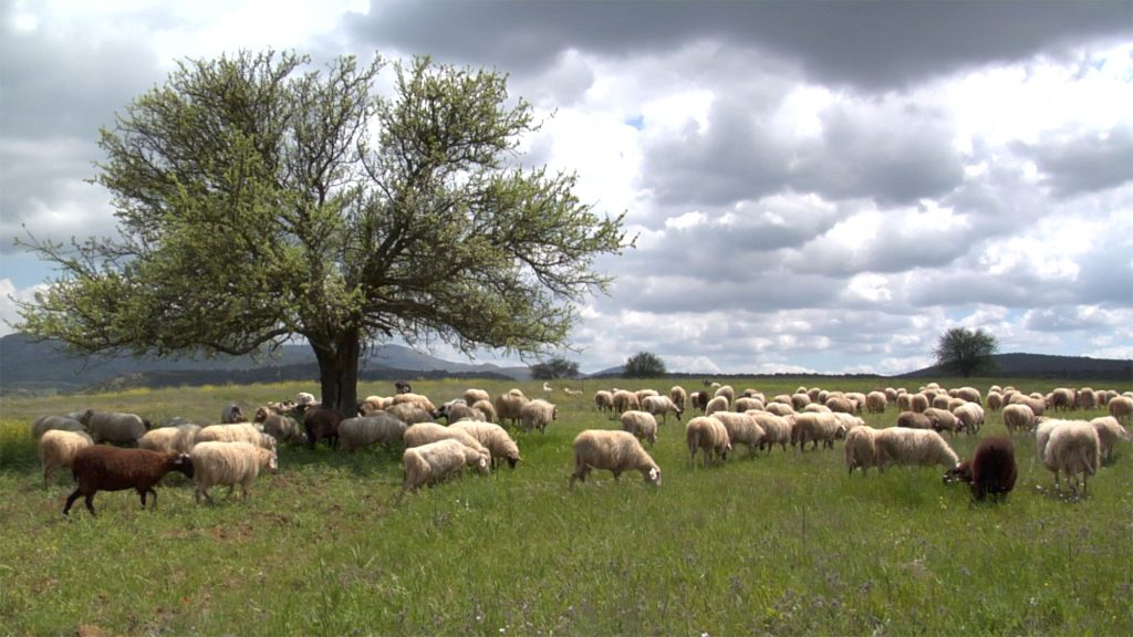 Ανησυχία στη Λέσβο: Νέα κρούσματα ευλογιάς σε αιγοπρόβατα