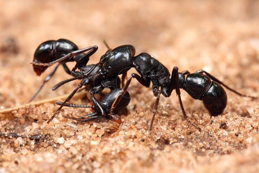 Αντιμετωπίστε τα μυρμήγκια με… φυσικούς τρόπους