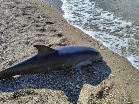 Νεκρό δελφίνι με κομμένη την ουρά ξεβράστηκε σε παραλία της Πάτρας (φωτό)