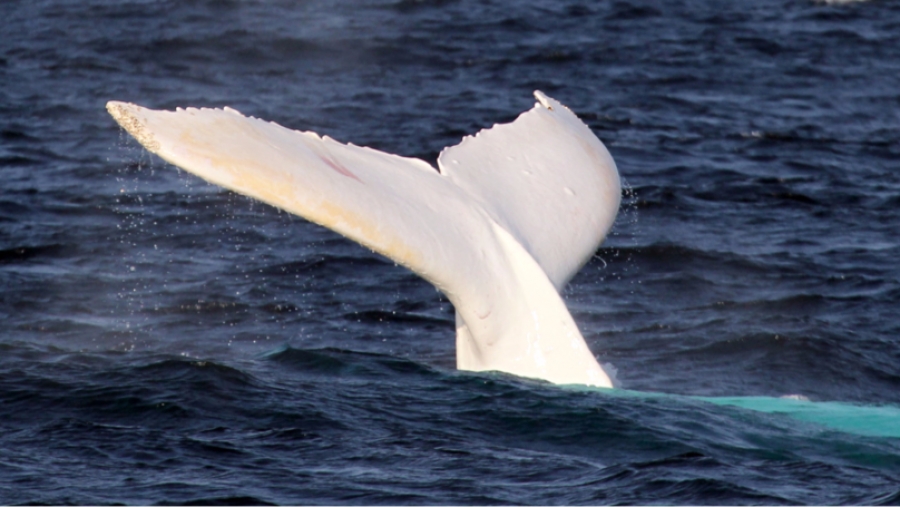Η εμφάνιση μιας εξαιρετικά σπάνιας λευκής φάλαινας! (φωτό, βίντεο)