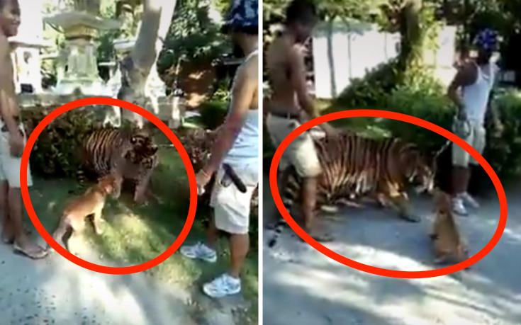 Βίντεο: Σκύλος τα βάζει με τίγρη – Δεν θα πιστεύετε τι έγινε!