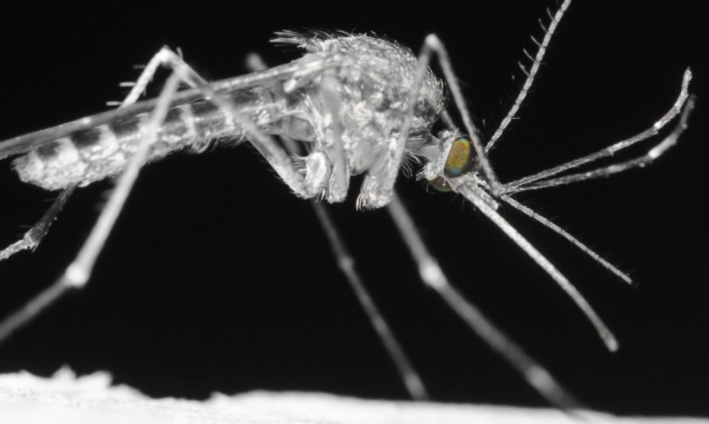 ΚΕΕΛΠΝΟ: Έξαρση των κρουσμάτων του ιού του Δυτικού Νείλου