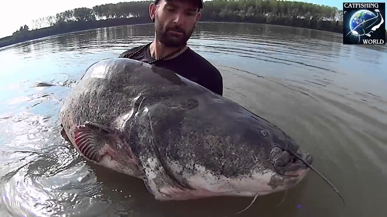 Aυτό είναι ίσως το μεγαλύτερο γατόψαρο που έχετε δει – Ζυγίζει 120 κιλά! (βίντεο)