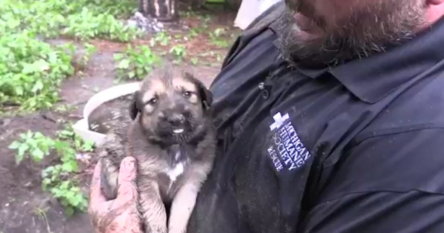 Θηλυκός σκύλος καταβάλλει προσπάθειες για να σώσει τα κουτάβια του που εγκλωβίστηκαν (βίντεο)