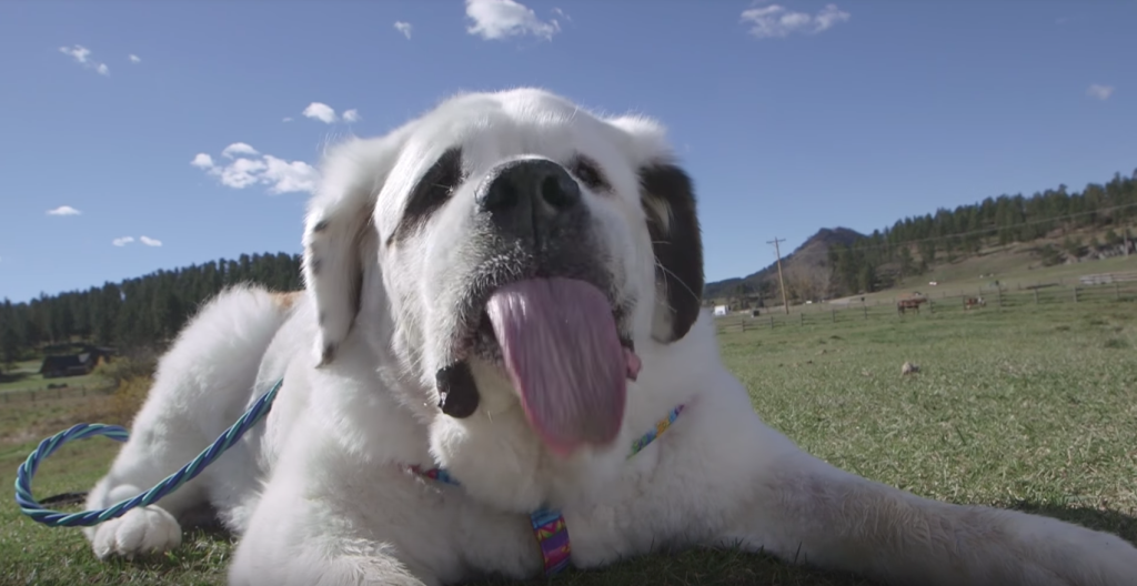 Βίντεο: Γιατί αυτός ο σκύλος μπήκε στο ρεκόρ Guinness;