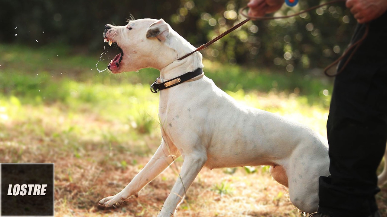 Βίντεο: Οι 10 πιο επικίνδυνες ράτσες σκύλων