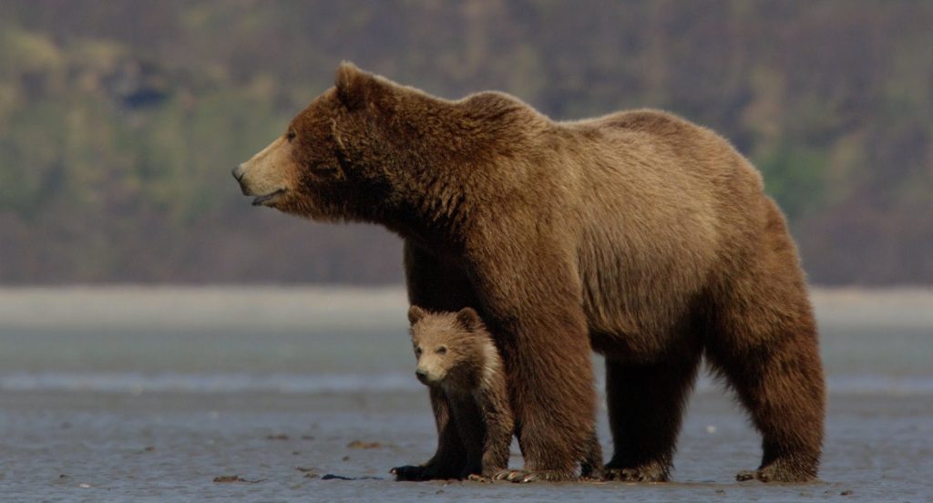 Βίντεο: Ψαράς σώζει 2 αρκούδες από βέβαιο πνιγμό σε ρωσική λίμνη