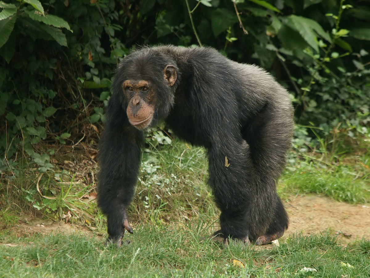 Έξαλλος χιμπατζής επιτέθηκε σε υπάλληλο ζωολογικού κήπου γιατί… τον «φίλησε» η φίλη του! (φωτό)