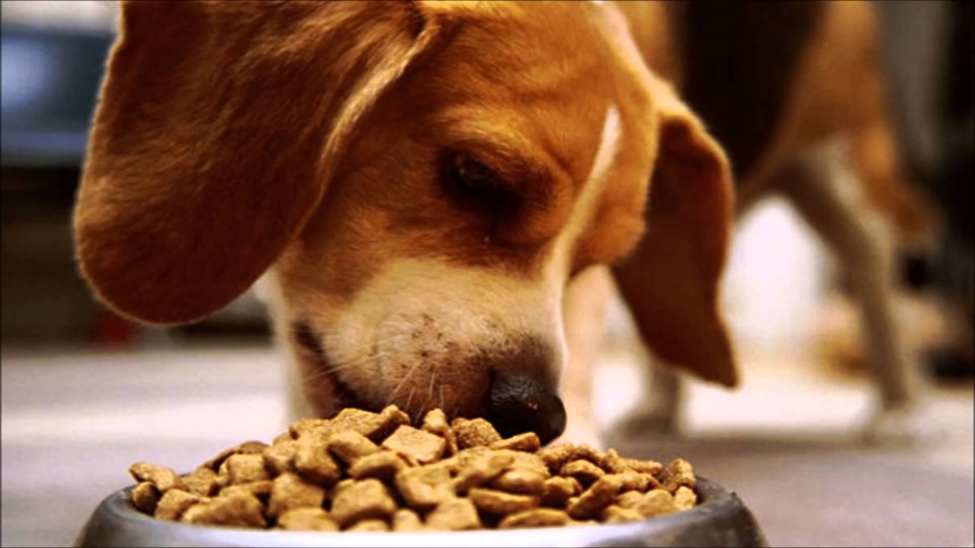 Αυτές είναι οι πιο επικίνδυνες τροφές για τα σκυλιά