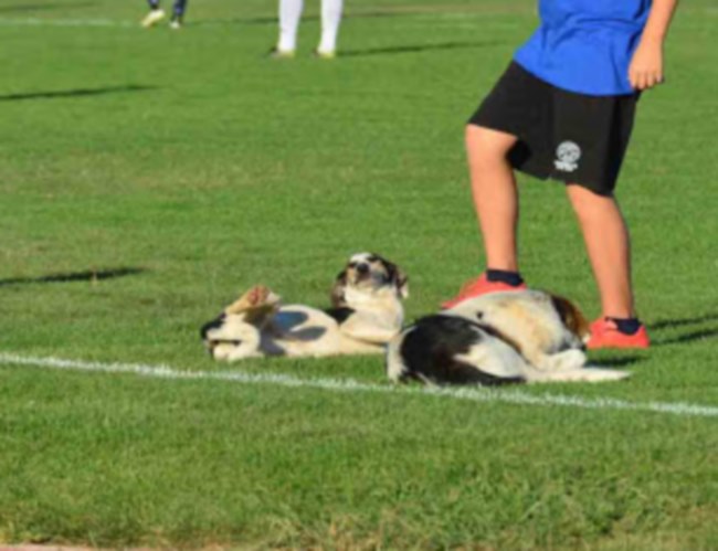 Αργολίδα: Ποδοσφαιρόφιλοι σκύλοι «εισέβαλαν» στον αγωνιστικό χώρο! (φωτό)