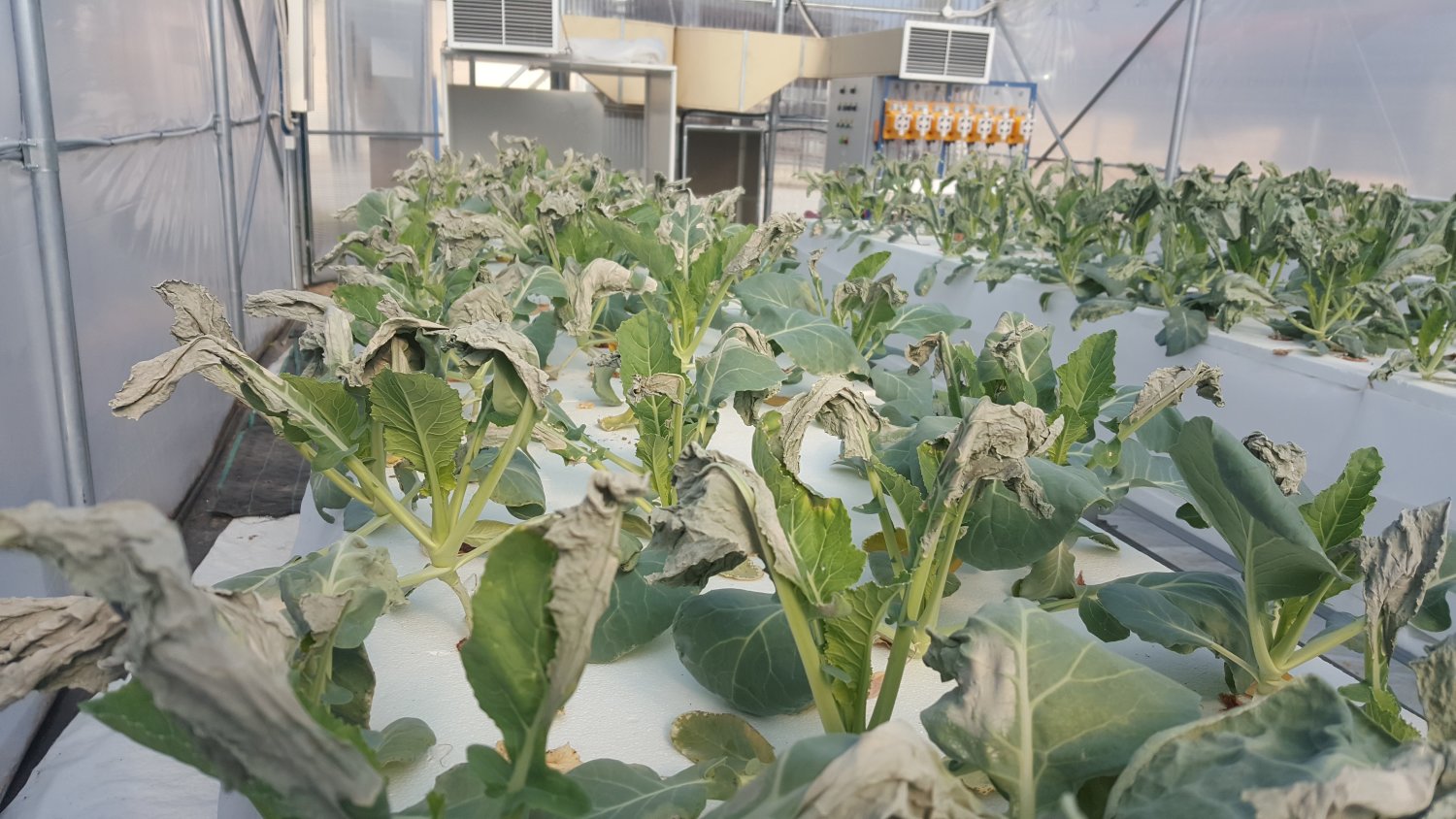 Λαχανικά με την μέθοδο της ΝASA από το … ΤΕΙ Θεσσαλίας (φωτό)