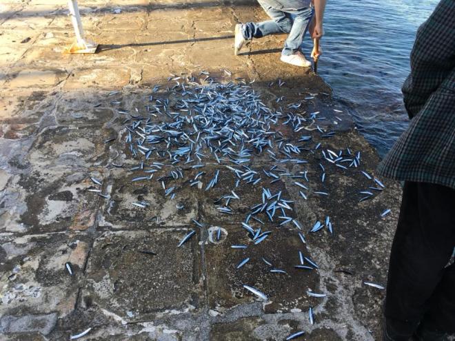 Αχαϊά: «Έβρεξε» γαυράκια – Δεκάδες ψάρια «πετάχτηκαν» από το νερό (φωτό)