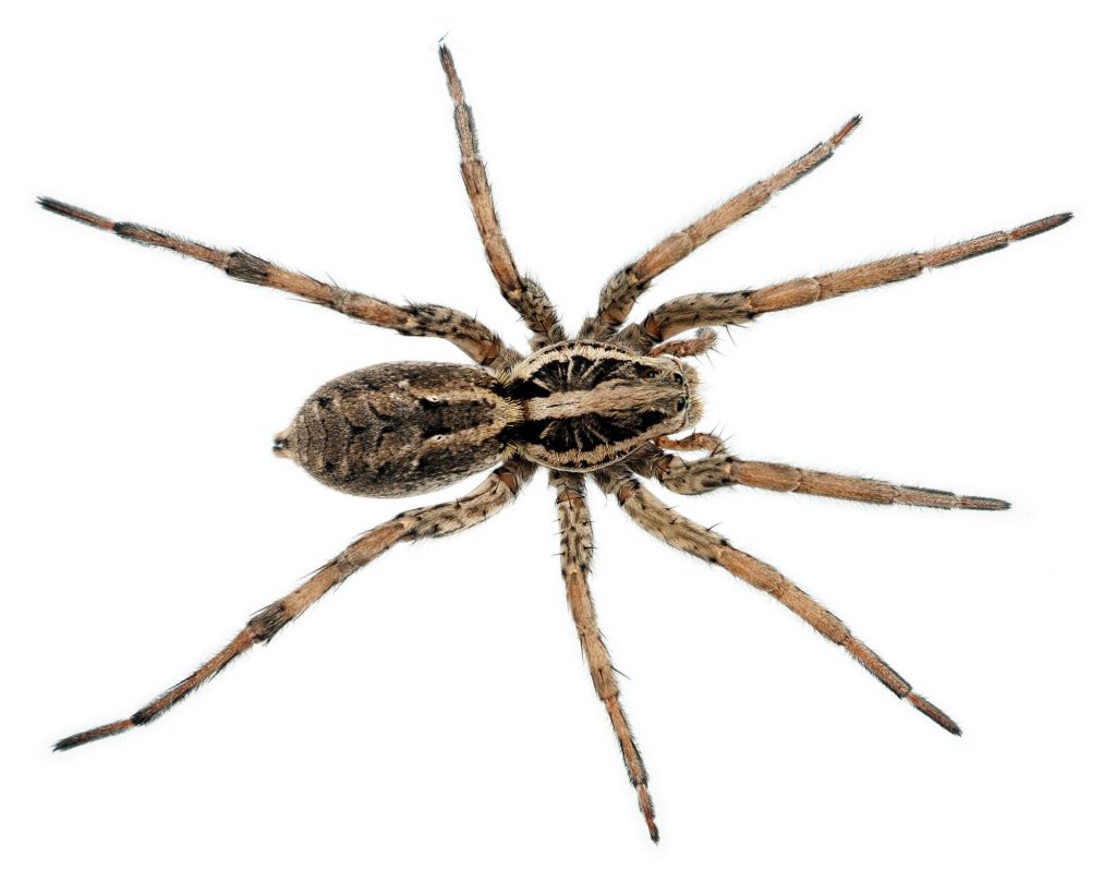 Από 150 εκατομμύρια αράχνες θα κατακλυστούν οικίες στη Βρετανία (φωτό)
