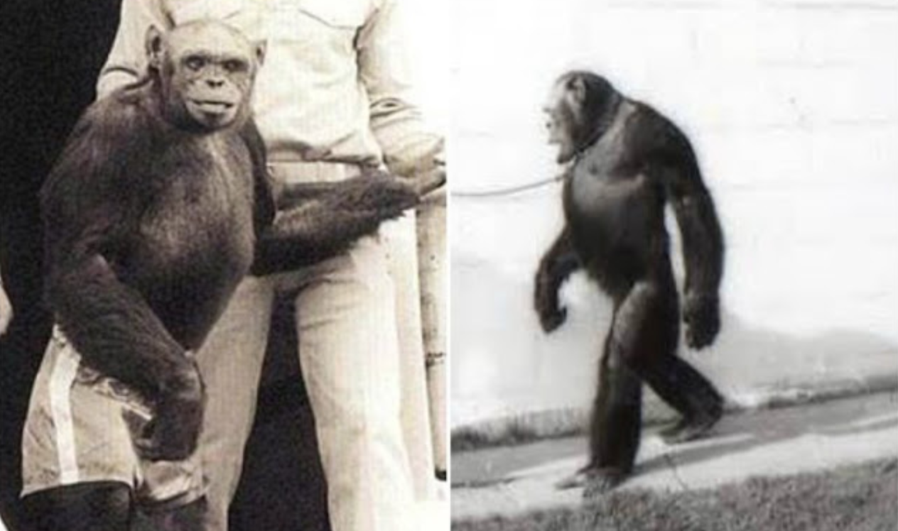 Το «υβρίδιο» ανθρώπου και χιμπατζή: Του άρεσαν οι γυναίκες έπινε αλκοόλ και έζησε μέχρι τα 52 του χρόνια (φωτό)