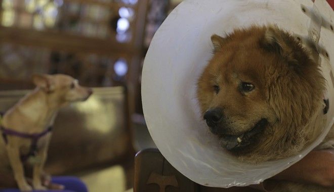 Αυτό είναι αγάπη: Πήρε άδεια άνευ αποδοχών για να φροντίσει τον άρρωστο σκύλο της