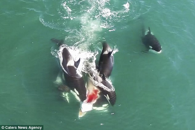 Φάλαινες-δολοφόνοι «κατασπαράζουν» μικρότερη φάλαινα – Η βιαιότητα της φύσης (σκληρό βίντεο)