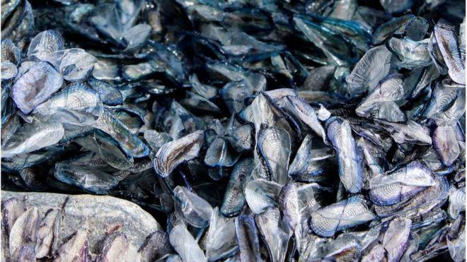 Μυστηριώδη «πλάσματα» «ξεβράστηκαν» σε παραλία της Νέας Ζηλανδίας (φωτό)