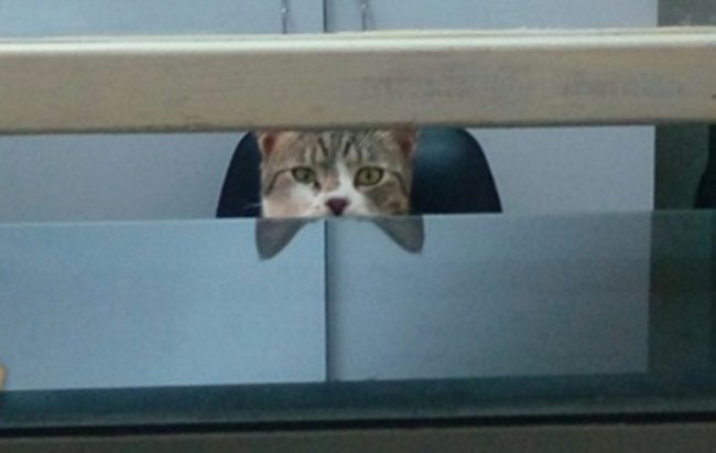 Σπάρτη: Ο γραμματέας στα επείγοντα του νοσοκομείου είναι γάτα… κυριολεκτικά! (φωτό)