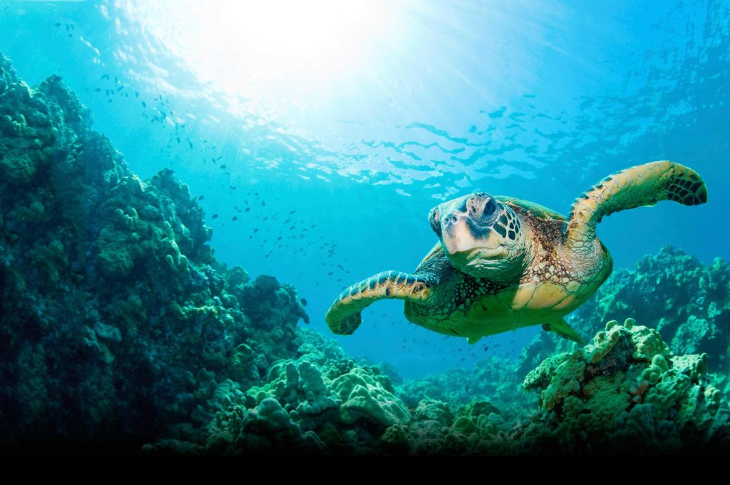 Η μεγαλοπρέπεια της Φύσης με… μια «ματιά» στις ομορφιές των ωκεανών (φωτό)