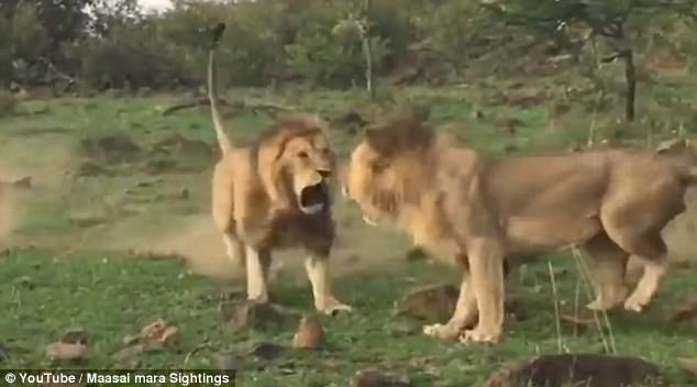 Απίστευτη μάχη μεταξύ δυο λιονταριών για την «καρδιά» μιας λέαινας! (βίντεο)