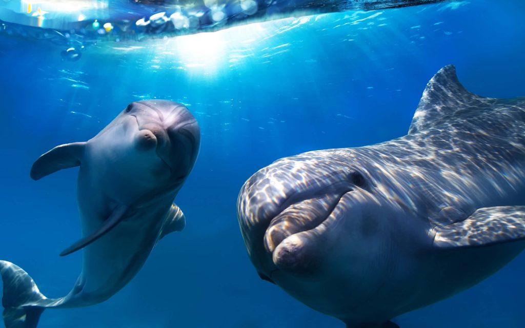 Μιλούν τα δελφίνια και οι φάλαινες τη δική τους «γλώσσα»;