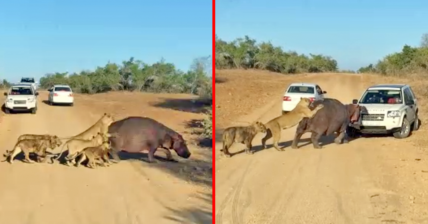 Βίντεο: Η άγρια μάχη ενός ιπποπόταμου με λιοντάρια μπροστά σε ένα αυτοκίνητο με τουρίστες