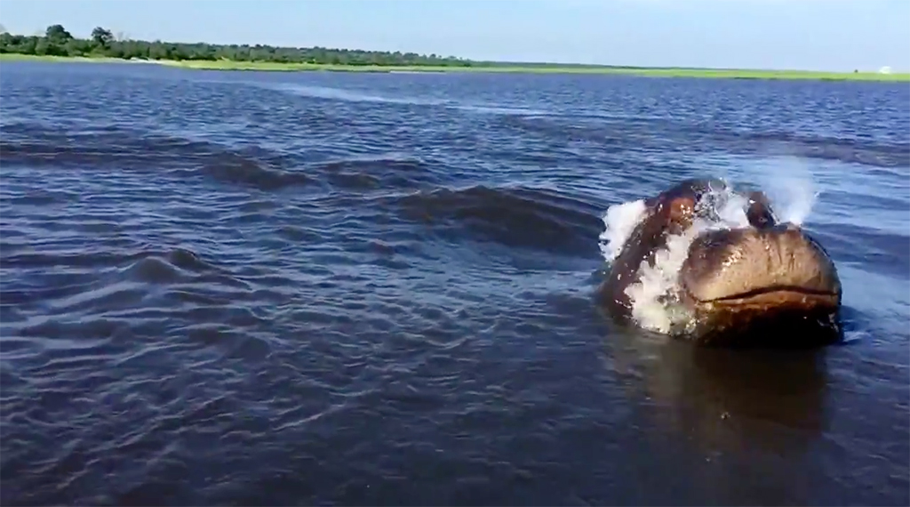 Βίντεο: «Τρελαμένος» ιπποπόταμος κυνηγάει ένα σκάφος!