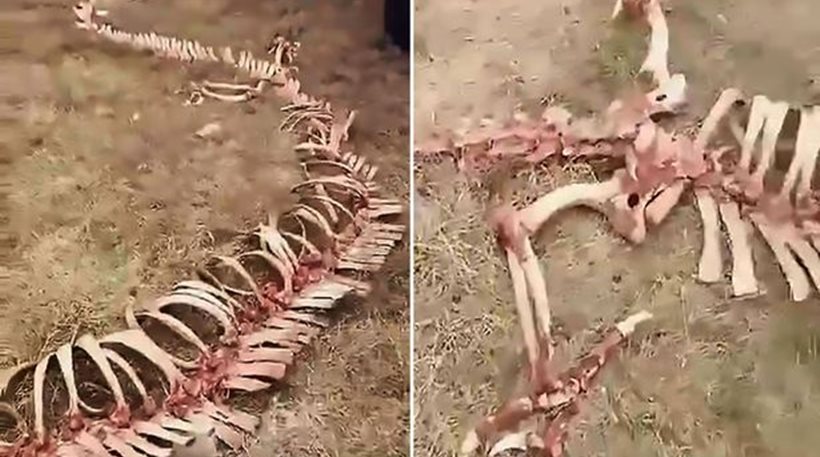 Κίνα: Ανακαλύφθηκε «σκελετός δράκου» – Μυστήριο γύρω από τα ευρήματα (βίντεο)