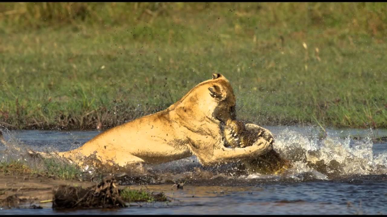 Βίντεο: Κροκόδειλος επιτίθεται σε ένα λιοντάρι μέσα σε λίμνη