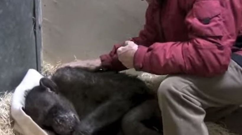 Βίντεο: Ετοιμοθάνατος χιμπατζής βλέπει παλιό του φίλο και χαμογελά