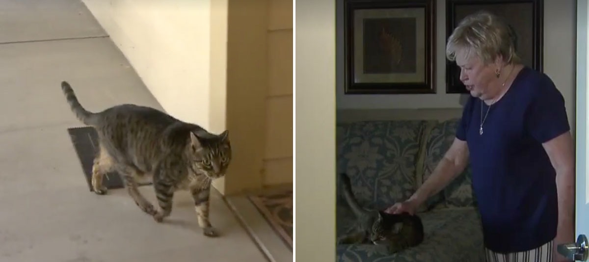 Γάτα «παρακαλούσε» το αφεντικό της να βγουν έξω από το σπίτι – Η ανακάλυψη που έκανε το κατοικίδιο(βίντεο)