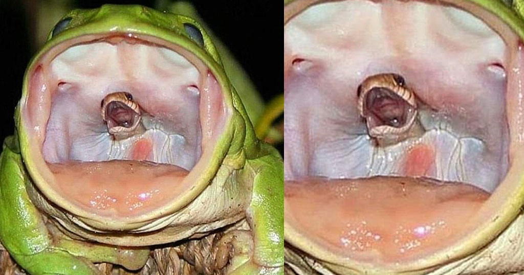Συγκλονιστική εικόνα της φύσης: Βάτραχος καταπίνει φίδι που «ουρλιάζει» (φωτό)